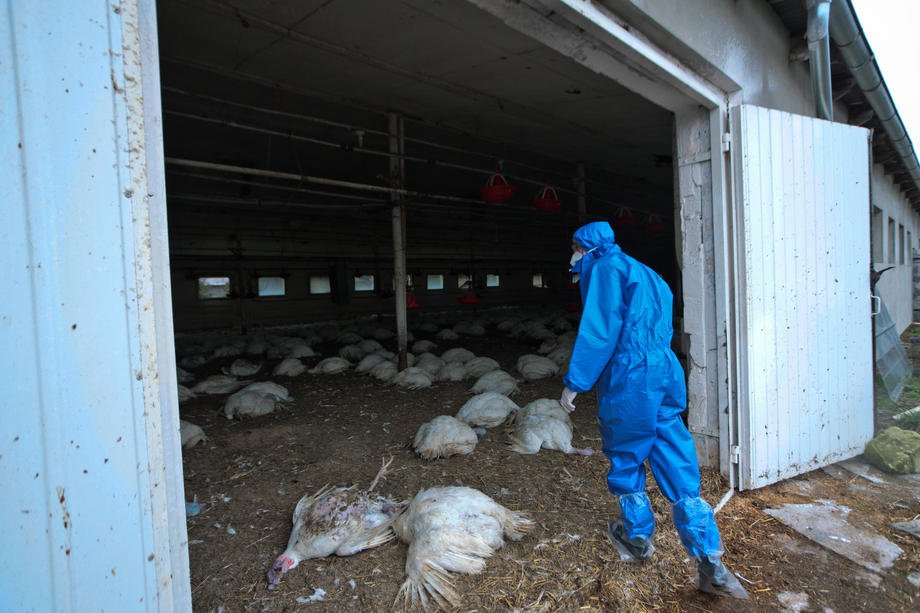 U Brazilu epidemija ptičjeg gripa