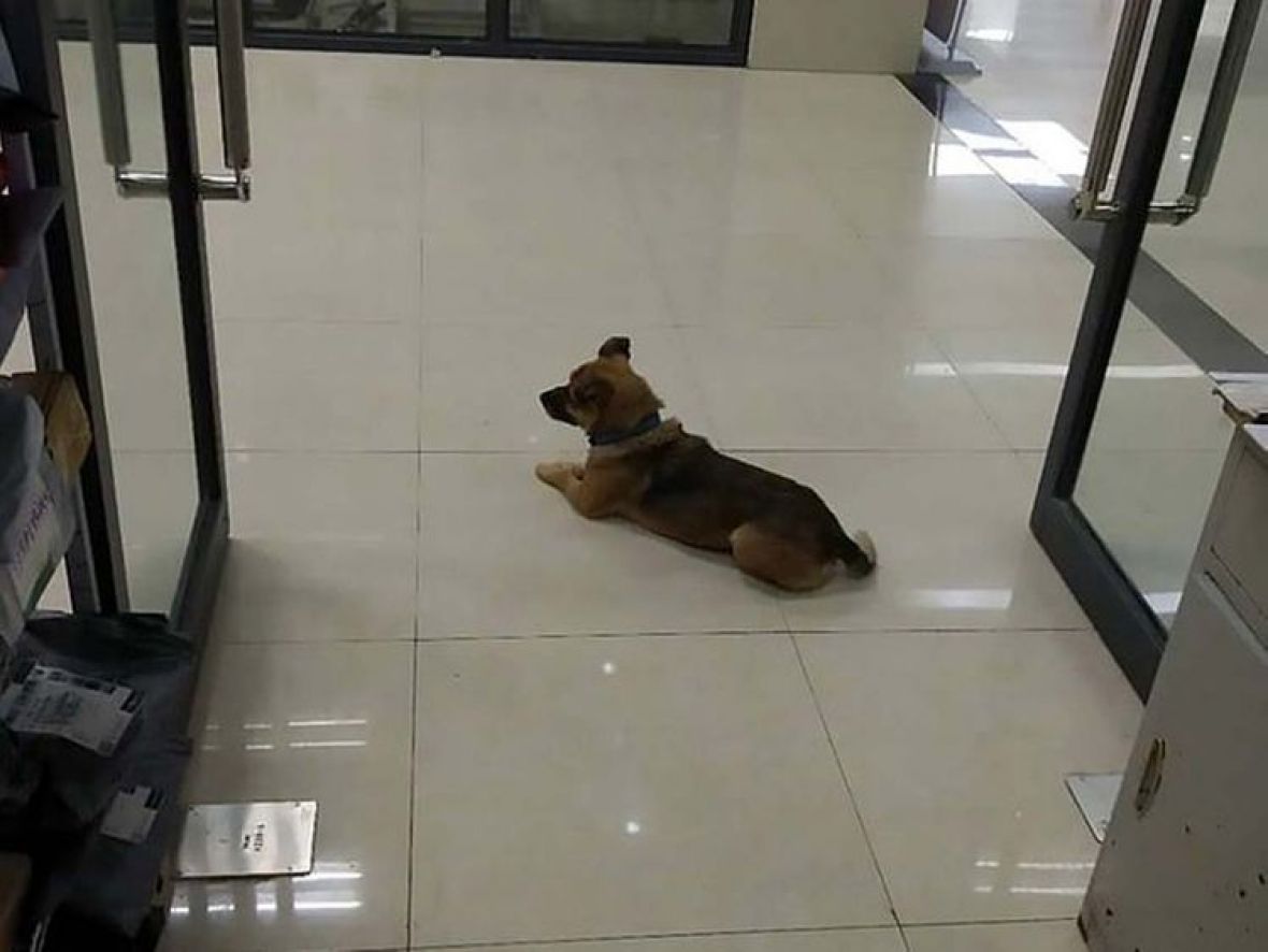 Pas tri mjeseca u bolnici čekao vlasnika koji je umro od koronavirusa