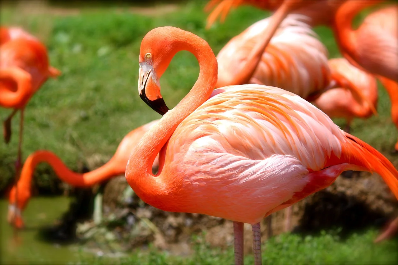 Flamingosi, simbol ulcinjske solane