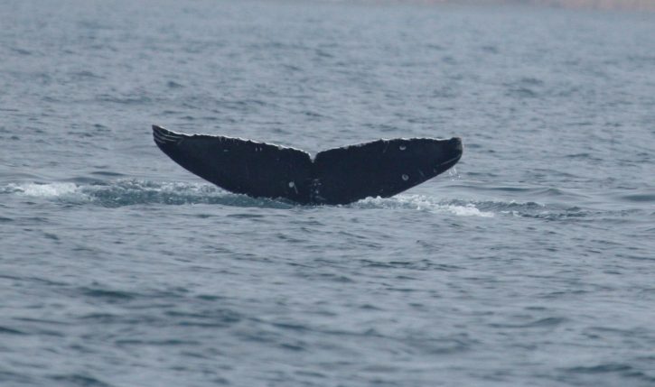 Naučnici snimili kita u Jadranu
