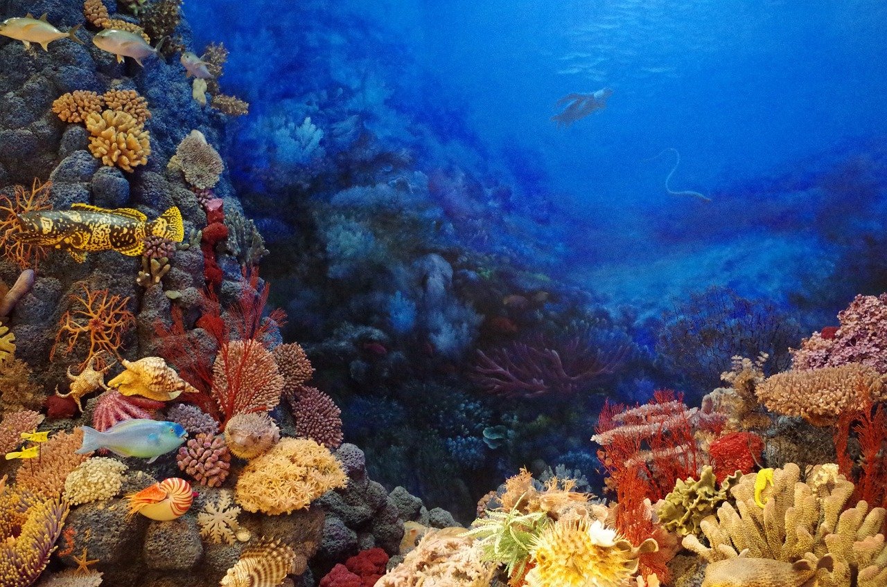 U Nizozemskoj napravljena Nojeva barka kako bi spasila korale od izumiranja