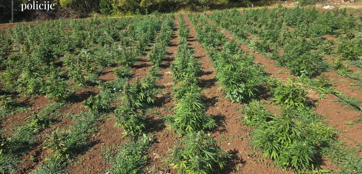 Pritvor Marašu i Peroviću zbog najveće plantaže marihuane u Crnoj Gori