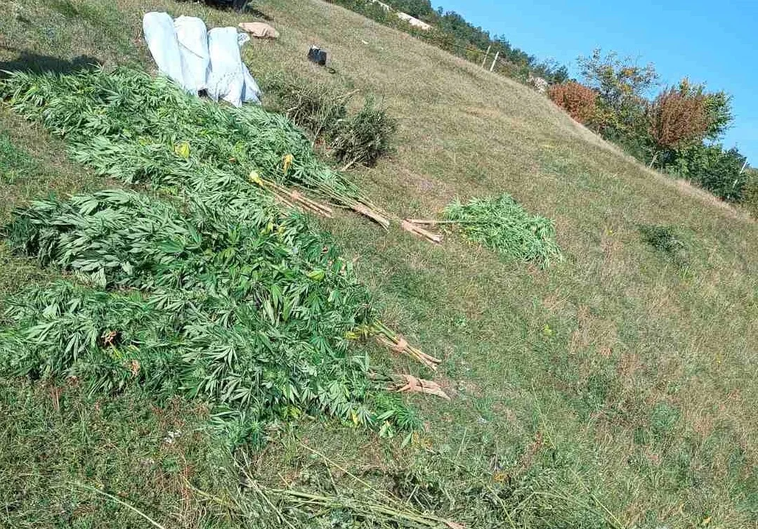 UP: U Nikšiću pronađeno 110 stabljika marihuane, uhapšene dvije osobe