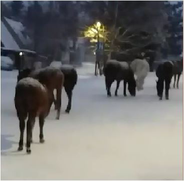 Pogledajte: Krdo konja u centru Žabljaka, vlasnici na njih zaboravili