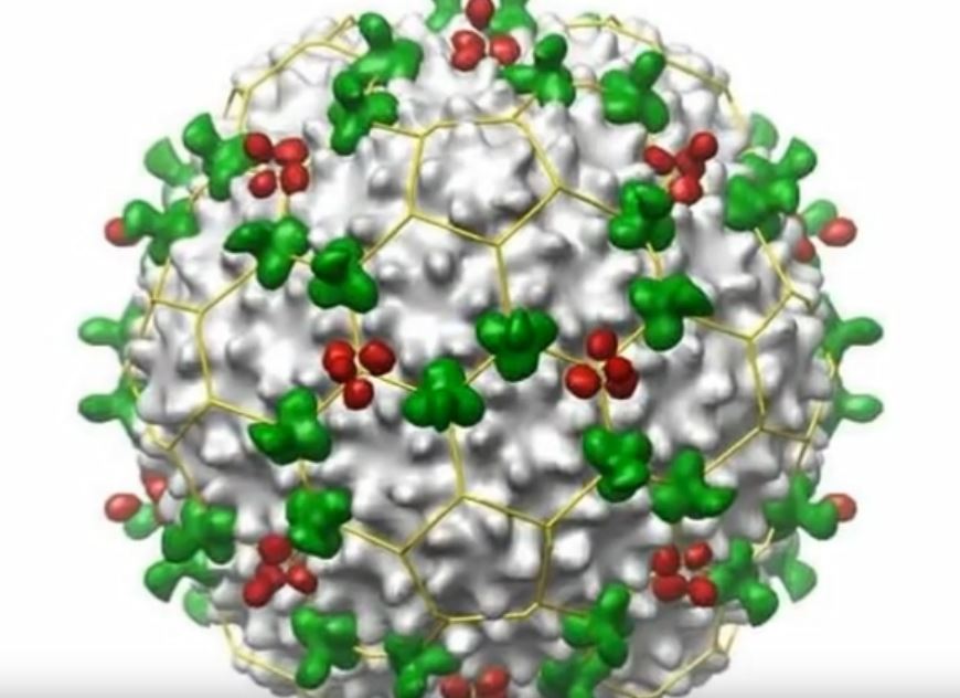 Naučnici pronašli način da unište opasne viruse izazivače prehlade