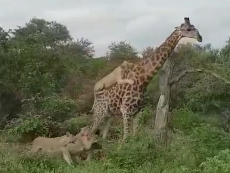 Žirafa preživjela napad šest gladnih lavova