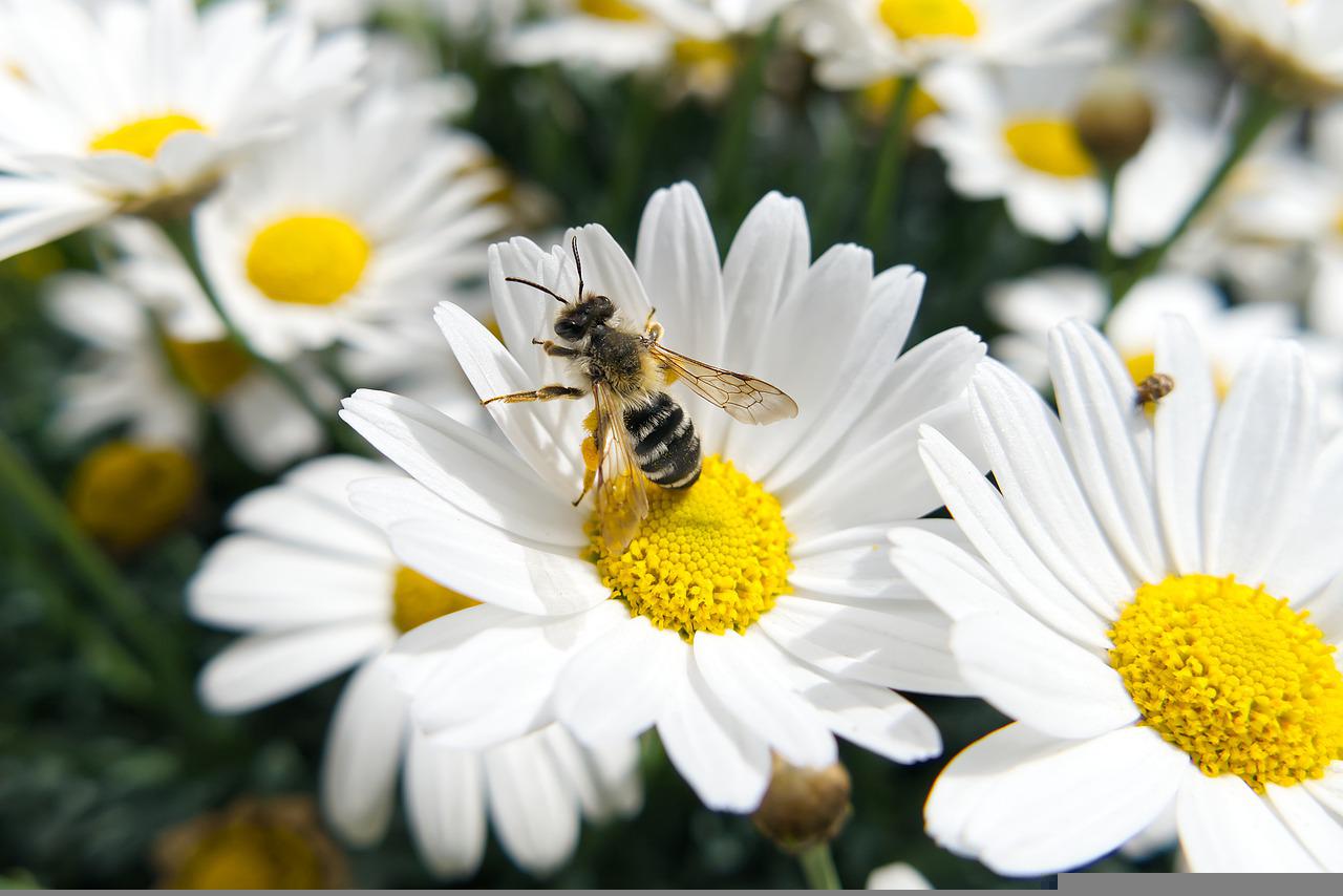 Šta raditi ako vas ubode pčela ili osa?