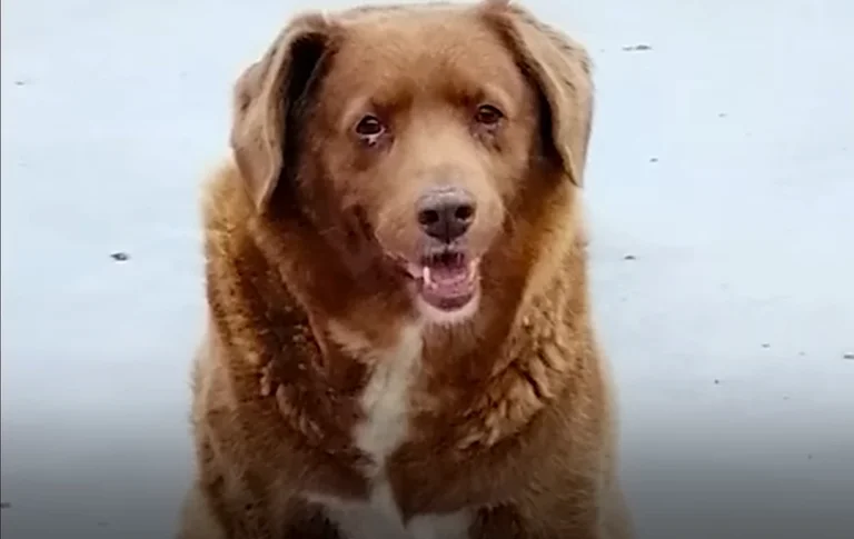 Bobi je najstariji pas na svijetu i Ginisov rekorder
