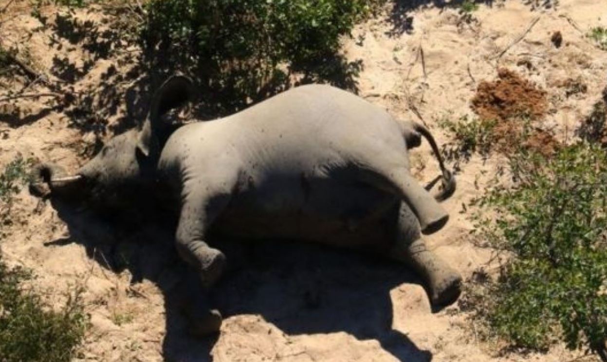 Niko ne zna šta se događa, naučnici u strahu: Stotine slonova umrlo u Africi