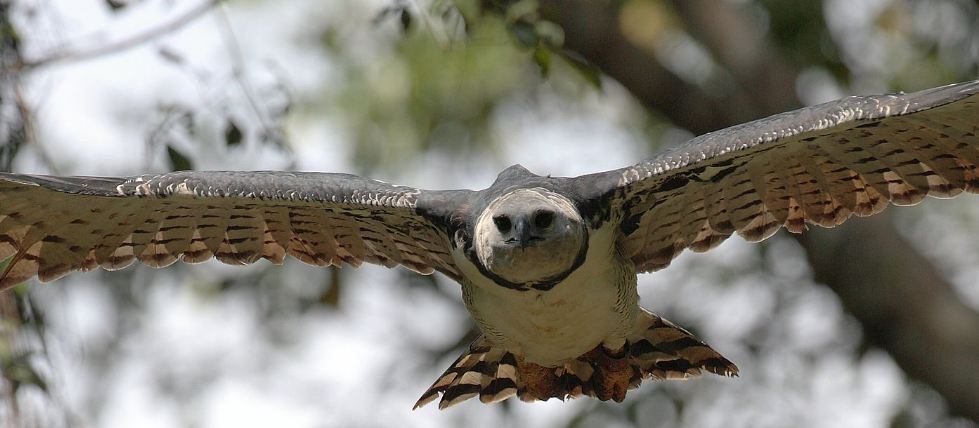 "Ovo je jezivo": Od fotografija najvećeg orla na svijetu ledi se krv u žilama