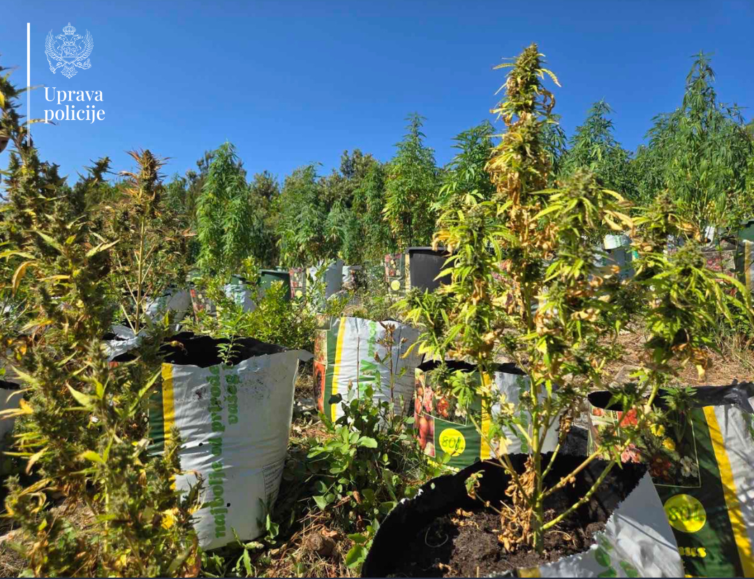 U Budvi pronađena plantaža marihuane, uhapšene tri osobe