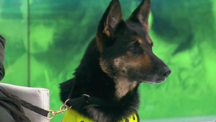 Kvari im posao: Narkokartel za glavu ovog psa nudi 59.000 eura