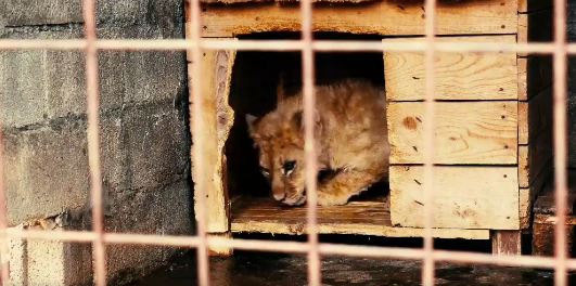 Lavić primio vakcinu, traži se rješenje za dalji boravak