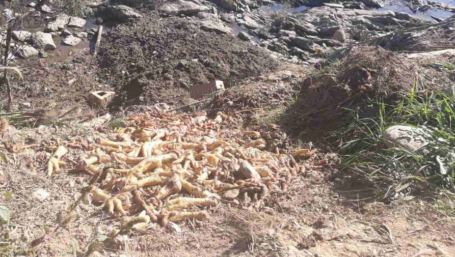Novi ekološki incident: Velika količina uginule živine na obalama Lima
