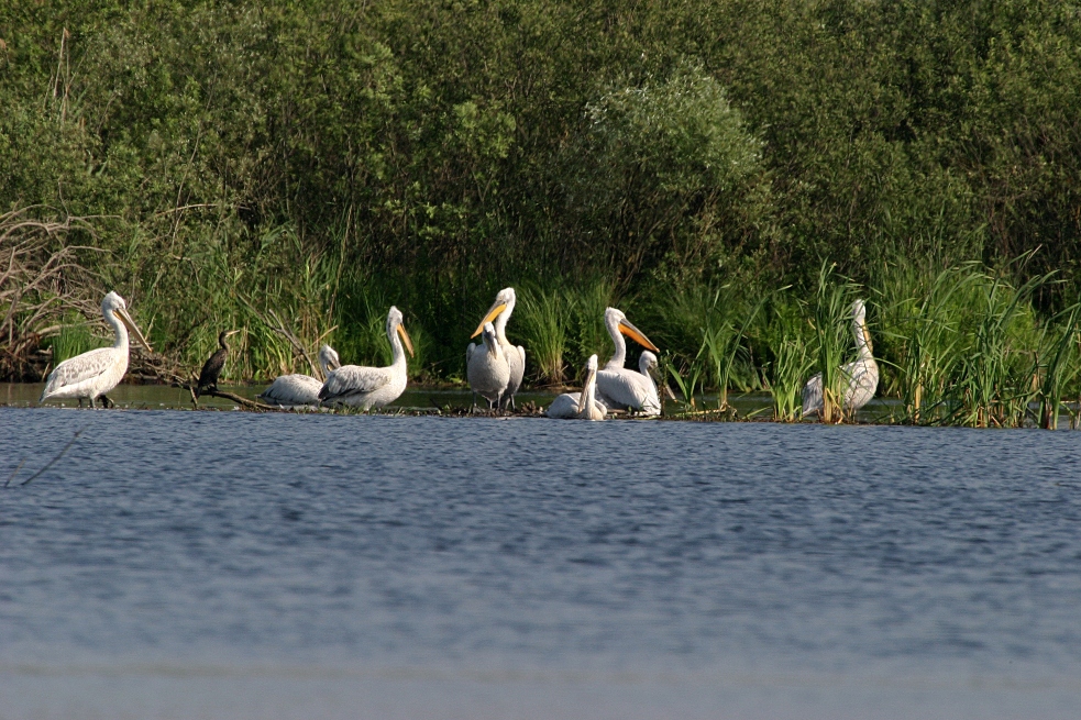 Najuspješnije gniježđenje pelikana u NP Skadarsko jezero