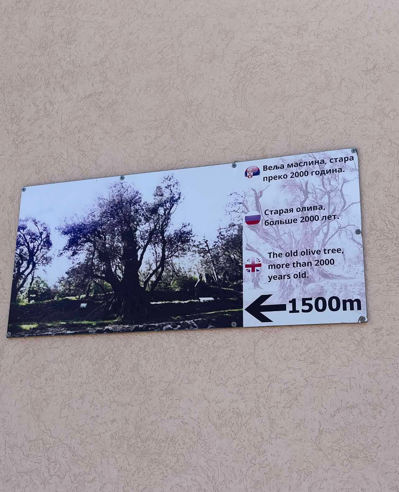Maslina u Budvi sa dužim kontinuitetom od SPC po TU