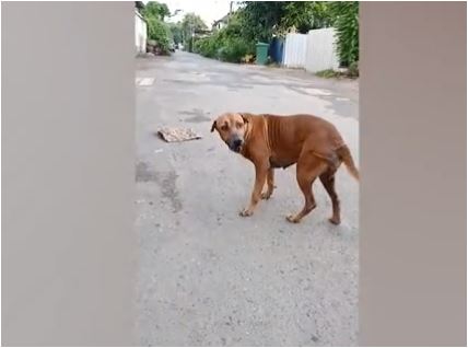 Pas glumi da je povrijeđen kako bi dobio hranu