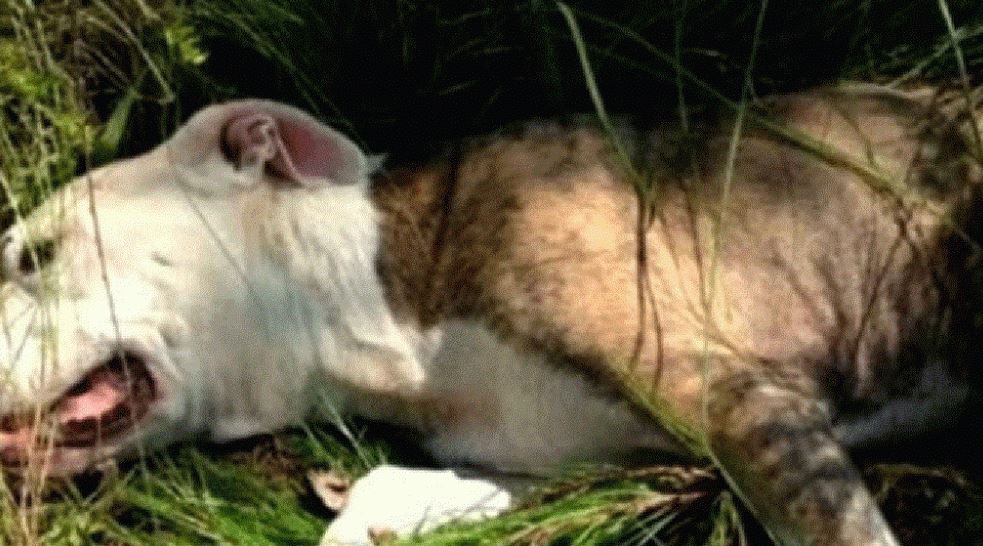 Četiri pit bula ubijena u park-šumi na Zlatici