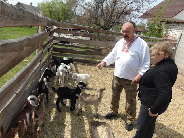 Ili će one poginuti, ili ćemo se seliti: Kako je farmer iz Donjecka odveo 150 koza 1000 km od granatiranja