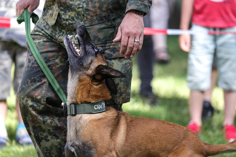 Psi vojske napali vojnika i rastrgli ga