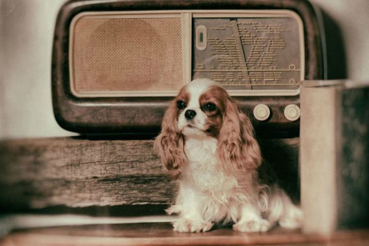 NEOBIČNA IDEJA: Radio-stanica za usamljene pse