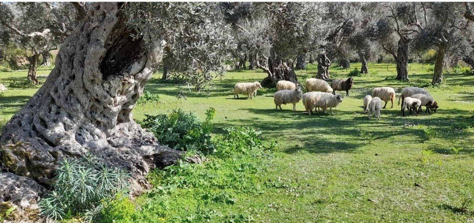 Senadu Petoviću iz Bara prva nagrada za fotografiju - stado ovaca na ispaši u maslinjaku
