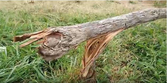 Stari aerodrom: Vandali ne miruju, kome je smetalo ovo drvo?
