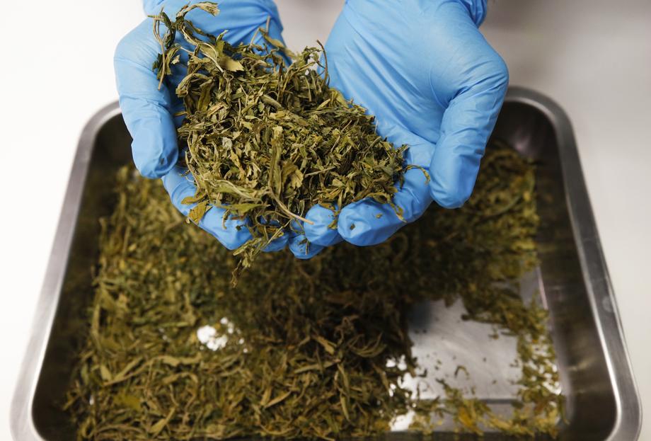 URA i SNP za legalizaciju kanabisa, PzP protiv