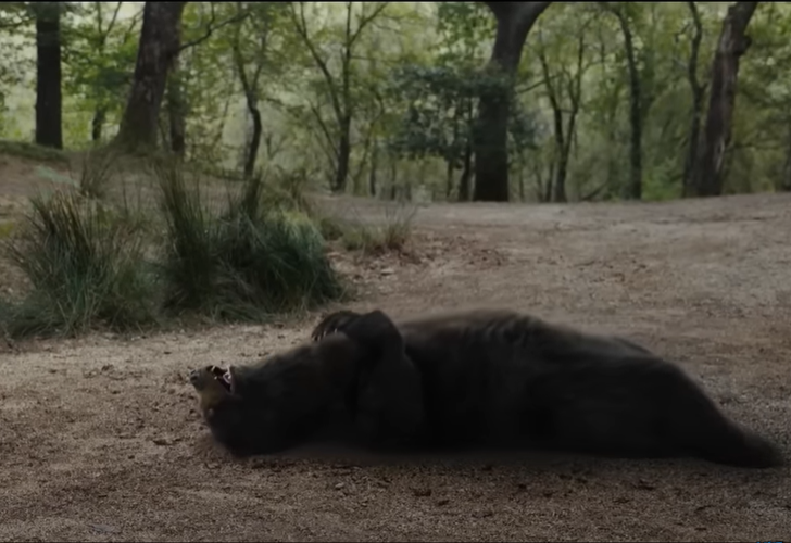 Pogledajte trejler  za film o medvjedu koji je pojeo - kokain
