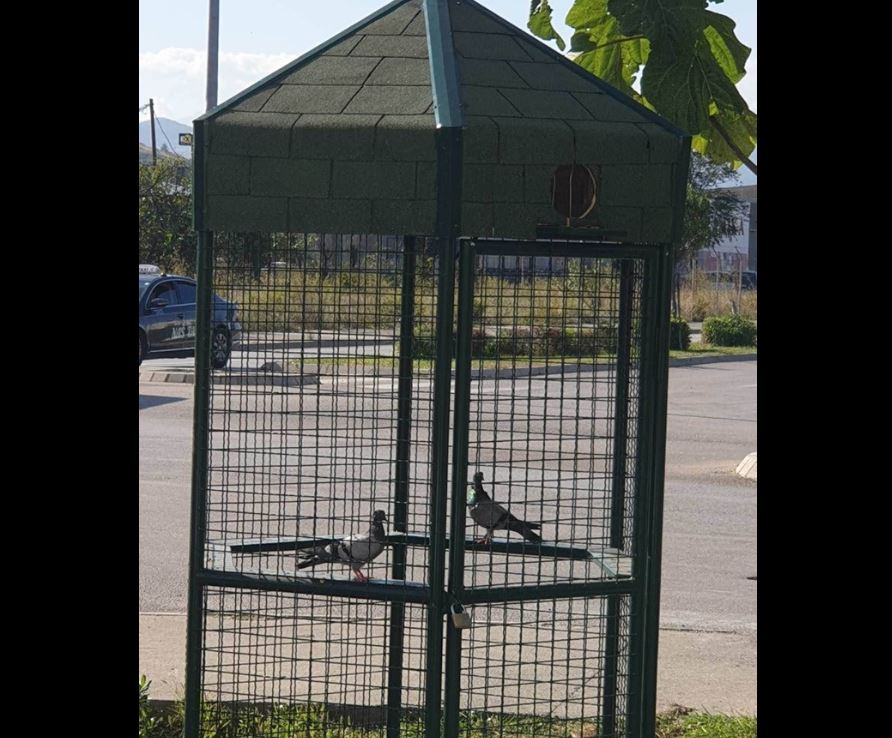 Na Bulevaru u Podgorici postavljen golubarnik