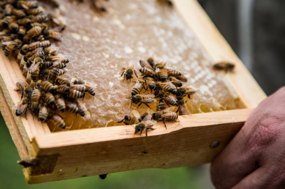 Naučnici u Australiji otkrili: Otrov pčela uništava agresivne ćelije raka dojke
