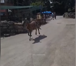 Beograd: Zebra pobjegla iz ograđenog prostora i povrijedila dijete i dvije odrasle osobe