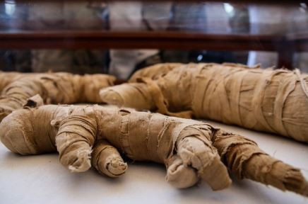 Pronađene mumije životinja iz sedmog vijeka prije nove ere