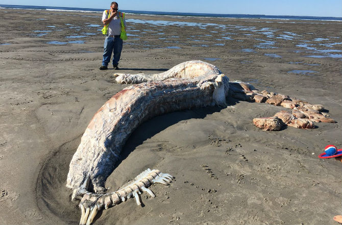 "Morski jednorog vanzemaljac" pronađen nasukan na plaži