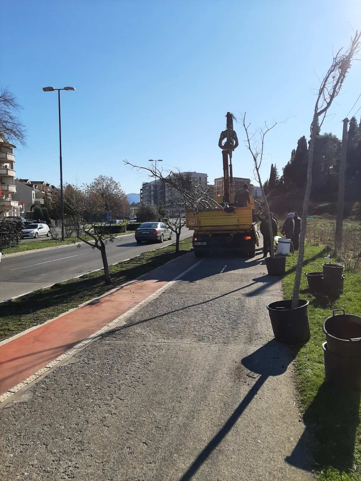 Bulevar Crnogorsih serdara dobija novi drvored košćela
