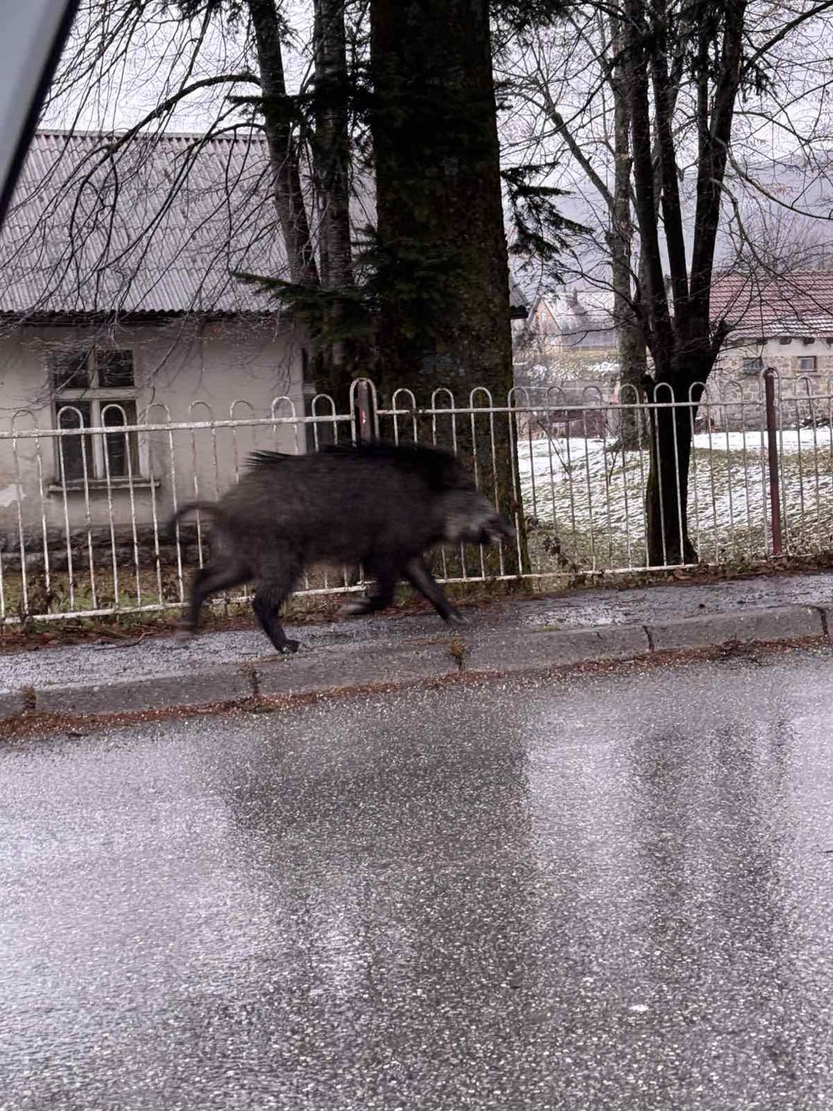 Čitaoci šalju: Divlja svinja prošetala kroz Kolašin