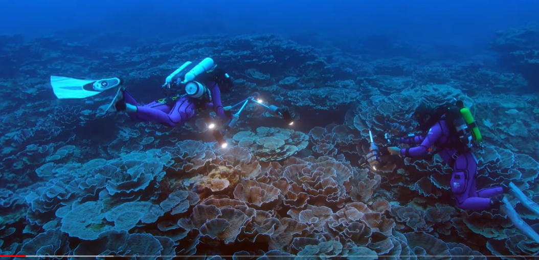 Naučnici na Tahitiju pronašli rijedak  džinovski koralni greben