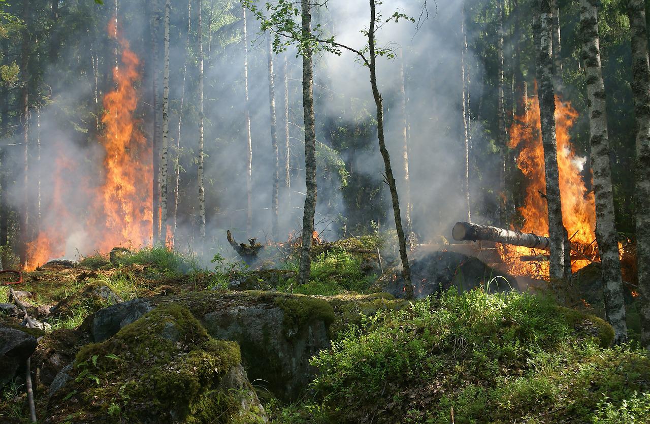 U Portugalu izgorjelo 24.000 hektara šume na zaštićenom području