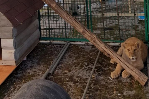 Lav se oporavlja i raste: U Crnoj Gori gost još dva mjeseca