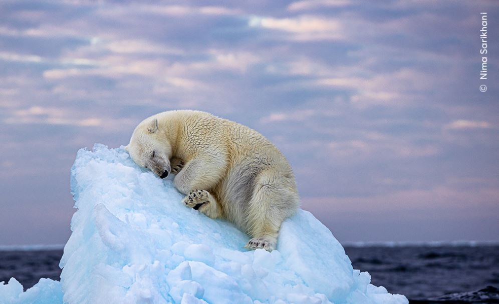 Prestižna nagrada za fotografiju uspavanog polarnog medvjeda