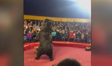Uznemirujući snimak: Dresirali medvjeda da se ponaša kao čovjek, evo kako je on reagovao