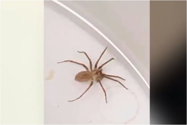 Zastrašujuće: Ljekari u uvu žene pronašli otrovnog pauka