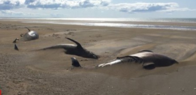 Island: Na plaži pronađeno 50 uginulih kitova