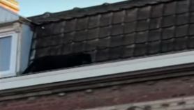 Pogledajte snimak: Crni panter šeta krovovima, nika ne zna odakle je došao