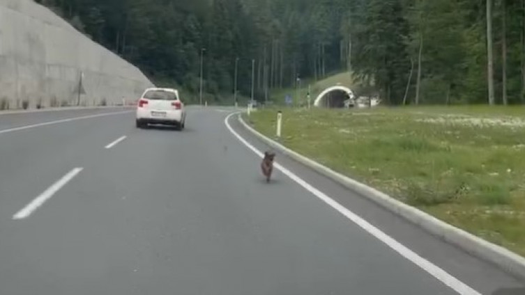 Tužan prizor: Zla sudbina nedužnog stvora koji samo zna da voli