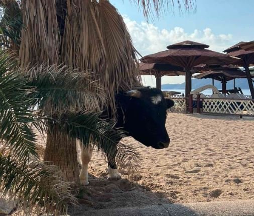 Pogledajte: Na plaži u Bečićima sunča se neobičan gost