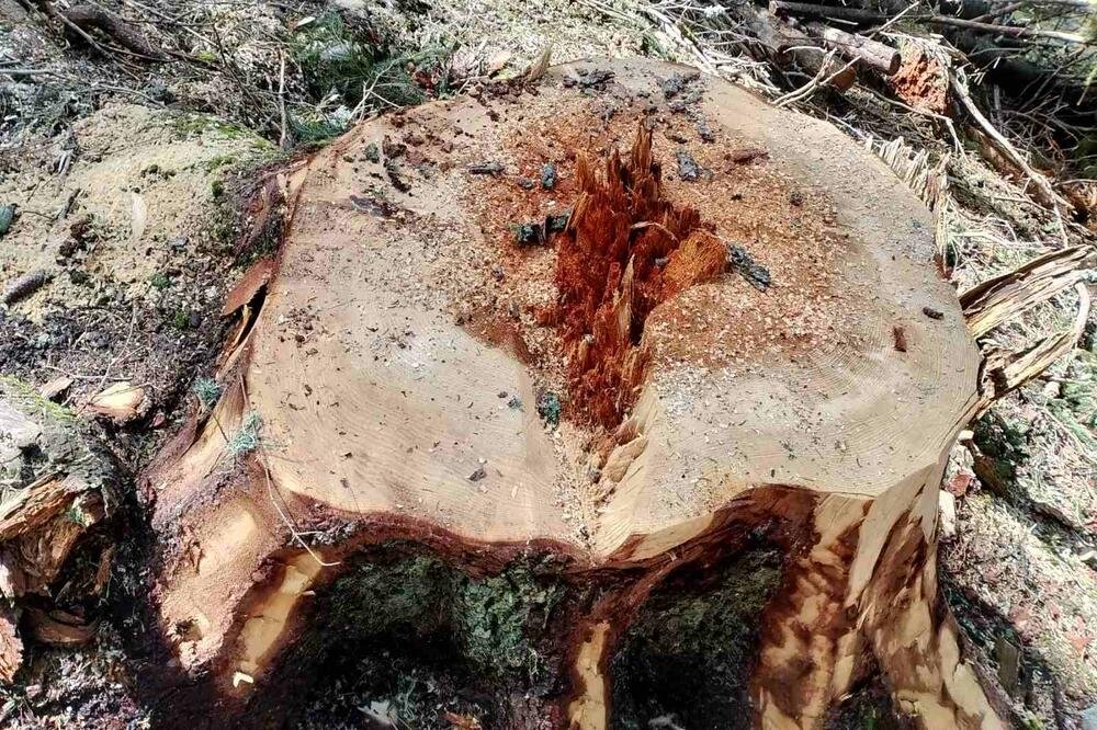 Uprava za gazdovanje šumama i lovištima: Ispitati tvrdnje o navodnoj sječi u NP Durmitor