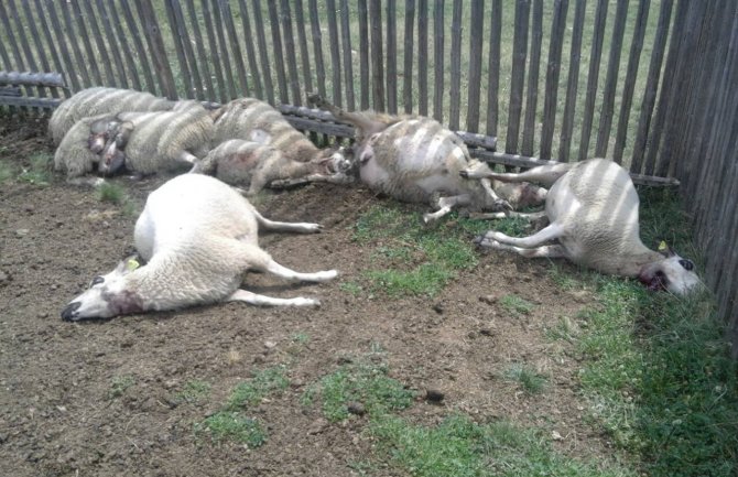 Krvavi vučji pir u bjelopoljskom selu, zaklali 15 ovaca!