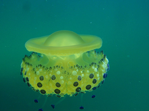 NEOBIČAJENO mnogo meduza na našem primorju, koliko su OPASNE?