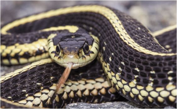 Uznemirujuće: Osumnjičenog ispitivali koristeći zmiju